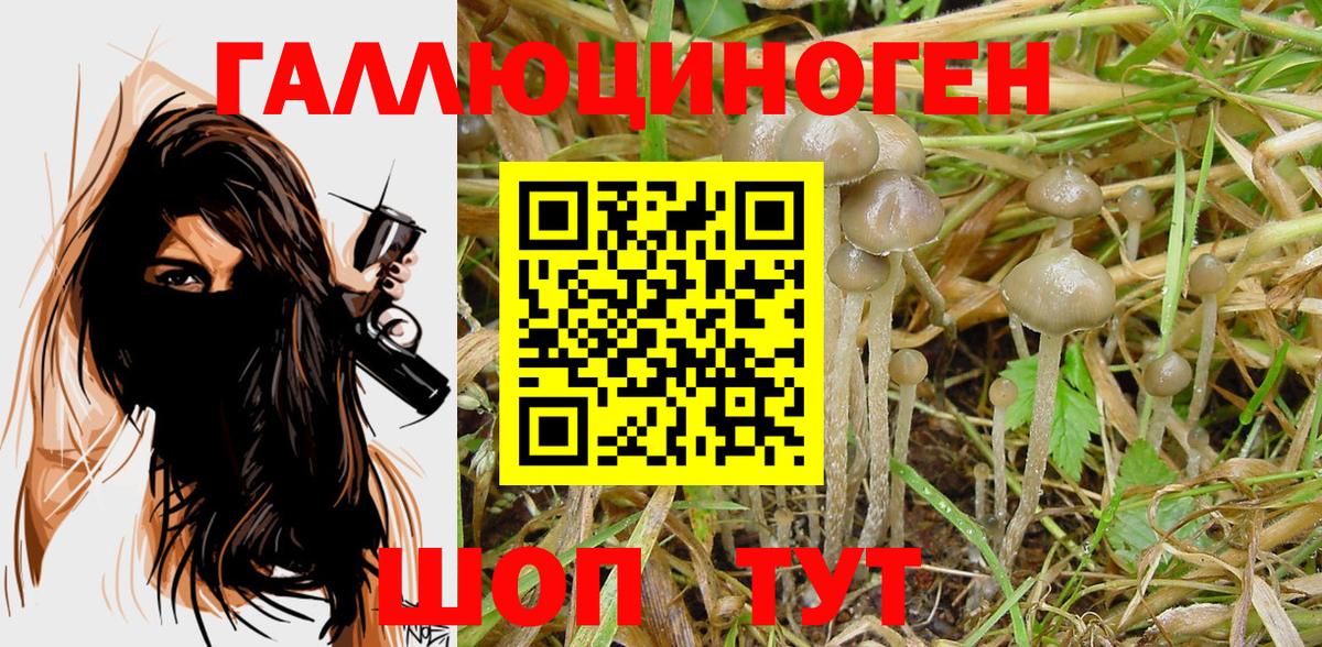 Псилоцибиновые грибы GOLDEN TEACHER Волгодонск